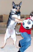 Bad Dog Behavior - Dog Jumping on Child - www.petconvincer.com